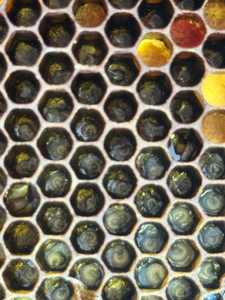 Bees - Nucs are Pick Up or Local Delivery Only contact for availability.