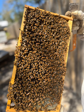 Bees - Nucs are Pick Up or Local Delivery Only contact for availability.