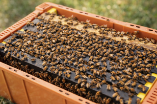 Bees - Nucs are Pick Up or Local Delivery Only contact for availability.