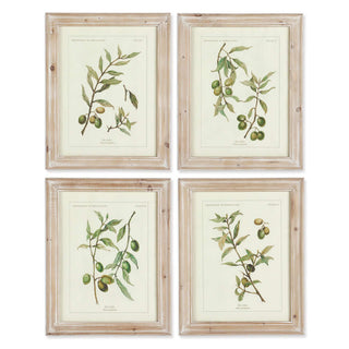 Vintage Botanical Olive Prints with Whitewashed Wood Frames (Set of 4)