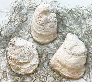 Shabby Chic Oyster Trinket Dish